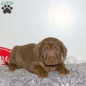 Fancy, Chocolate Labrador Retriever Puppy