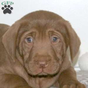 Fancy, Chocolate Labrador Retriever Puppy