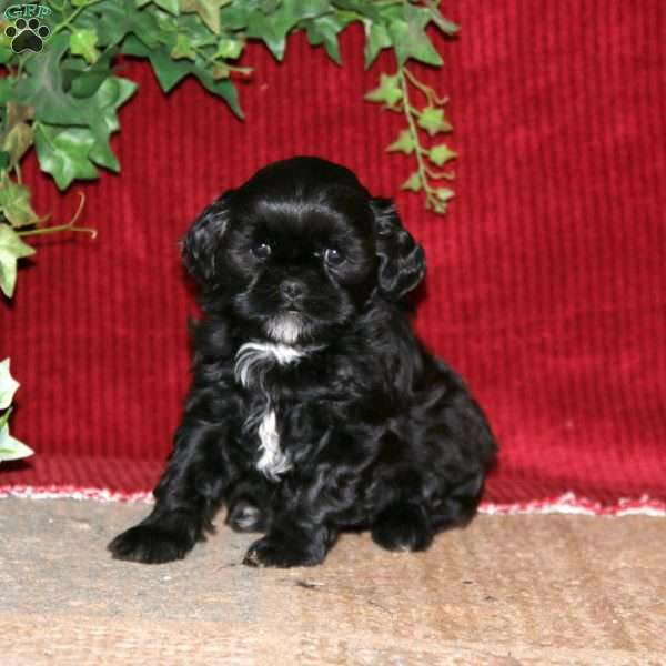 Fancy, Shih-Poo Puppy