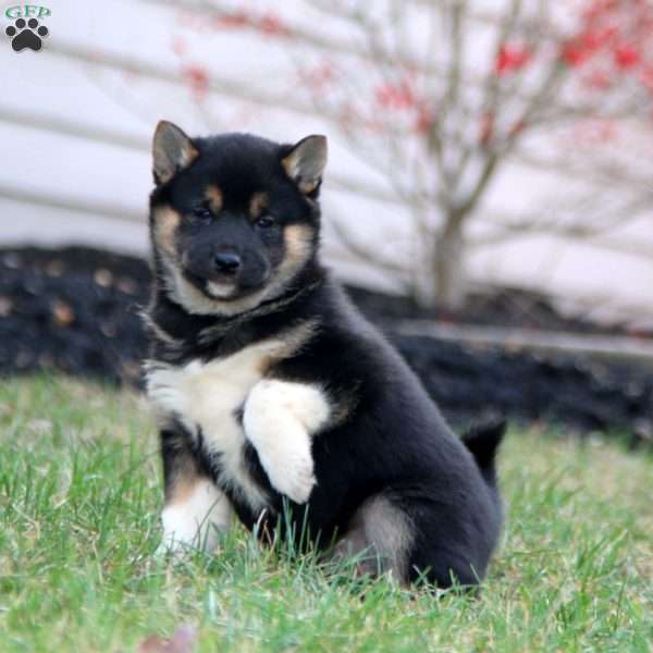 Fancy, Shiba Inu Puppy