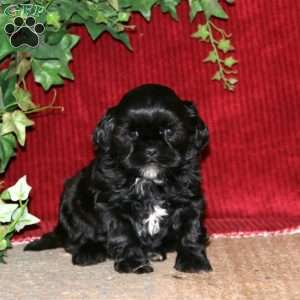 Fancy, Shih-Poo Puppy