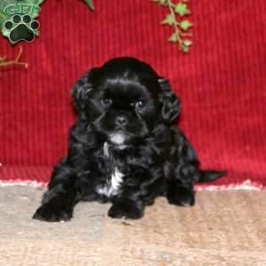 Fancy, Shih-Poo Puppy