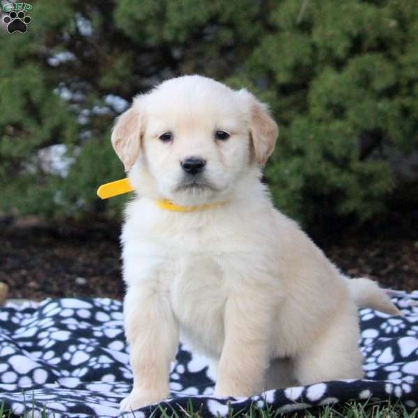 Farah, Golden Retriever Puppy