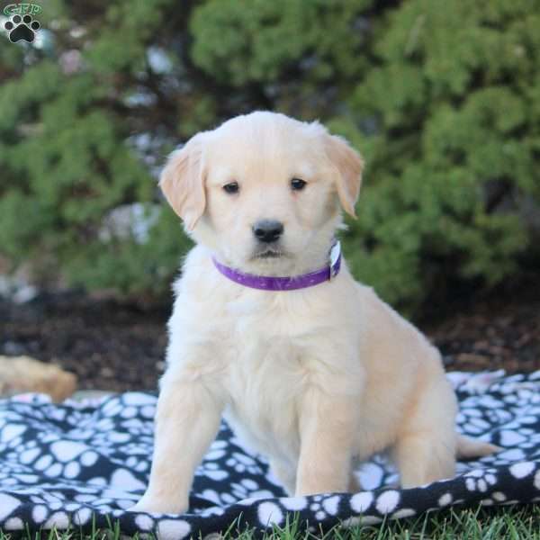 Felicity, Golden Retriever Puppy