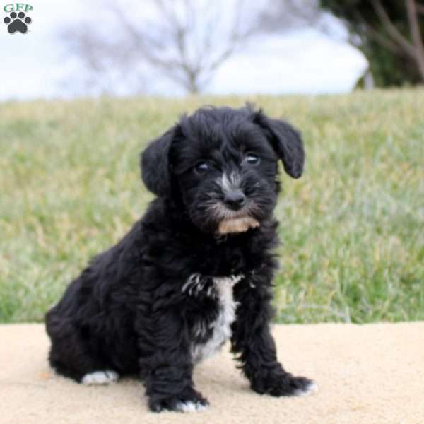 Felicity, Mini Schnoodle Puppy