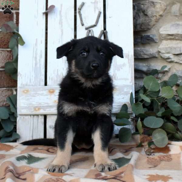 Felicity, German Shepherd Puppy