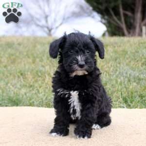 Felicity, Mini Schnoodle Puppy