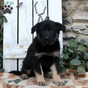 Felicity, German Shepherd Puppy