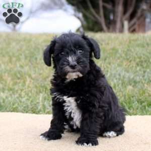 Felicity, Mini Schnoodle Puppy