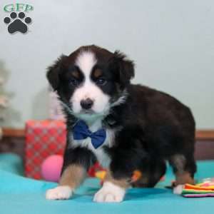 Felix, Miniature Australian Shepherd Puppy