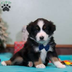 Felix, Miniature Australian Shepherd Puppy