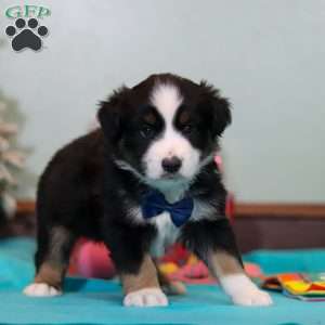 Felix, Miniature Australian Shepherd Puppy