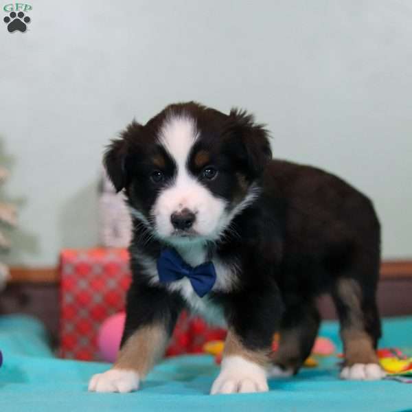 Felix, Miniature Australian Shepherd Puppy