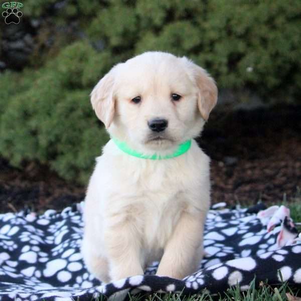 Felix, Golden Retriever Puppy