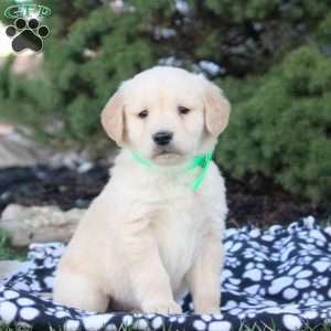 Felix, Golden Retriever Puppy