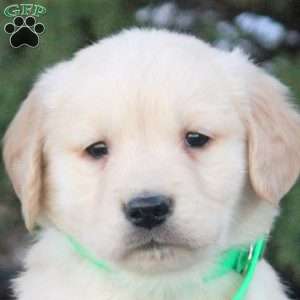 Felix, Golden Retriever Puppy