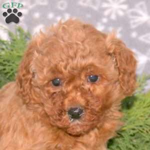 Felix-F1BB, Mini Goldendoodle Puppy