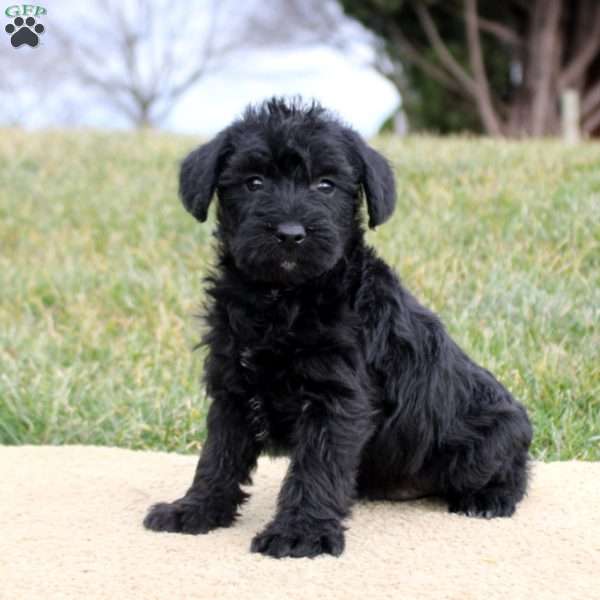 Felix, Mini Schnoodle Puppy