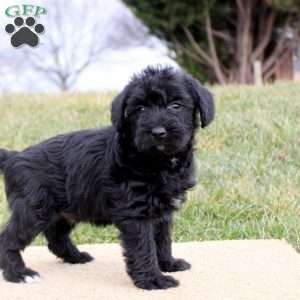 Felix, Mini Schnoodle Puppy