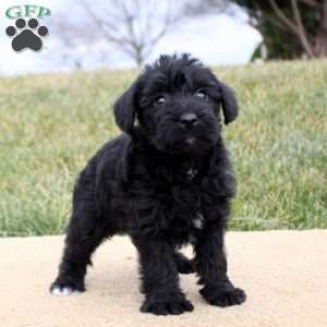 Felix, Mini Schnoodle Puppy