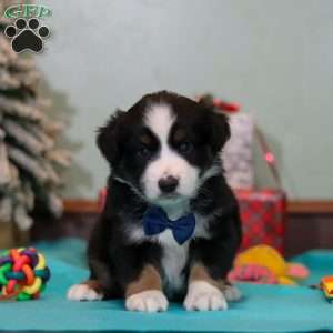 Felix, Miniature Australian Shepherd Puppy