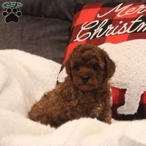 Ferd, Miniature Poodle Puppy