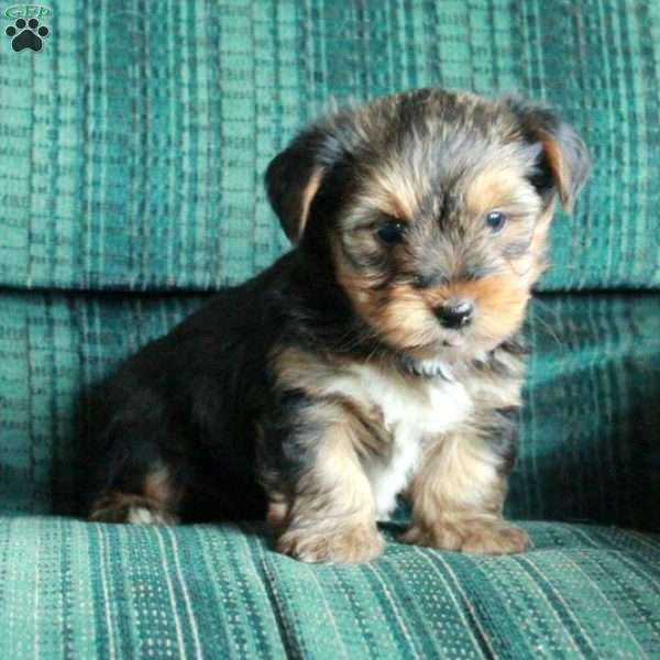 Fern, Yorkie Puppy