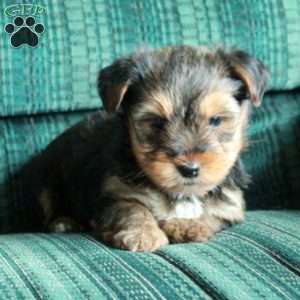 Fern, Yorkie Puppy