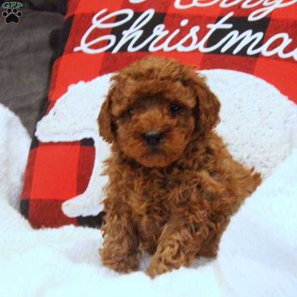 Fern, Miniature Poodle Puppy