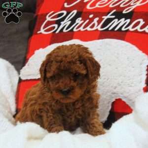 Fern, Miniature Poodle Puppy