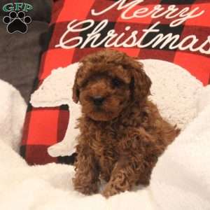 Fern, Miniature Poodle Puppy