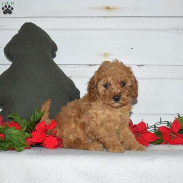 Fig, Miniature Poodle Puppy