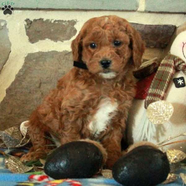 Fig, Mini Goldendoodle Puppy