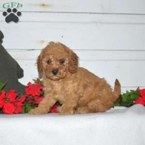 Fig, Miniature Poodle Puppy