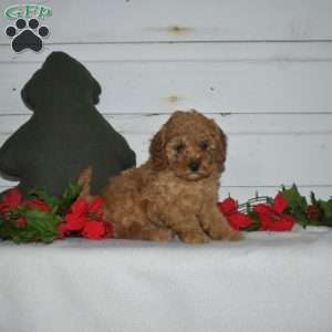 Fig, Miniature Poodle Puppy