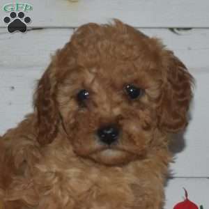 Fig, Miniature Poodle Puppy