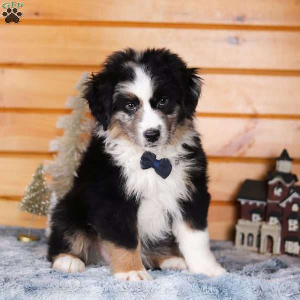 Figgy, Miniature Australian Shepherd Puppy