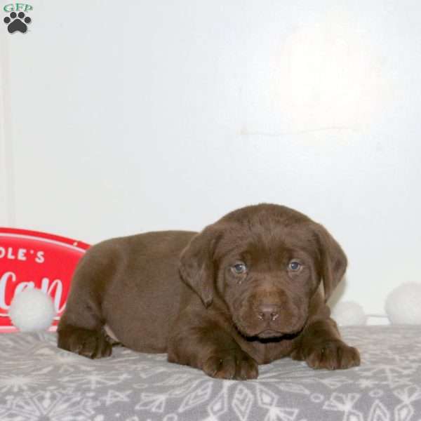 Figgy, Chocolate Labrador Retriever Puppy