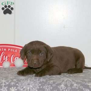 Figgy, Chocolate Labrador Retriever Puppy