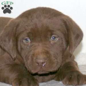 Figgy, Chocolate Labrador Retriever Puppy