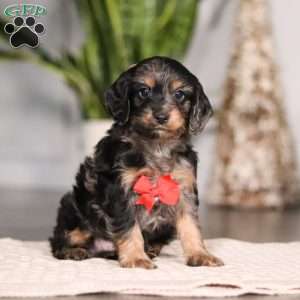 Finley, Cockapoo Puppy