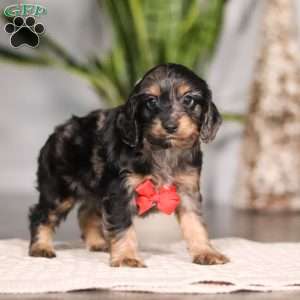 Finley, Cockapoo Puppy