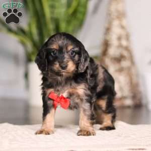 Finley, Cockapoo Puppy