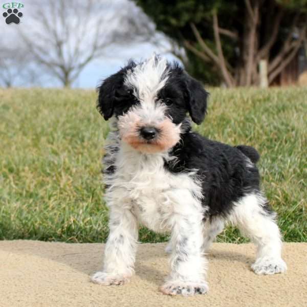 Finley, Mini Schnoodle Puppy