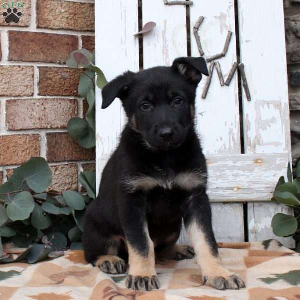 Finley, German Shepherd Puppy