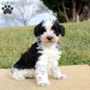 Finley, Mini Schnoodle Puppy