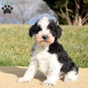 Finley, Mini Schnoodle Puppy