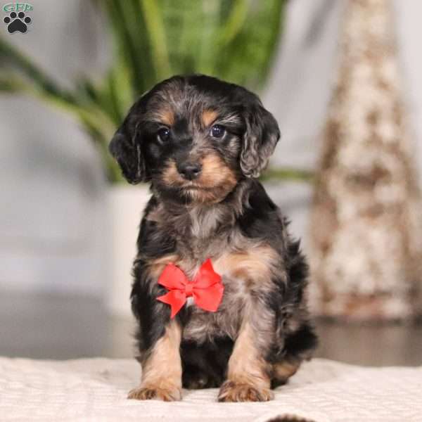 Finley, Cockapoo Puppy