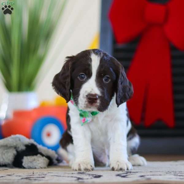 Finn, English Springer Spaniel Puppy