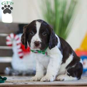 Finn, English Springer Spaniel Puppy